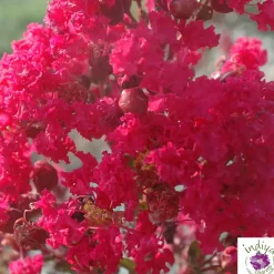 TRUFFAUT - Lilas des Indes pot déco 7,5L