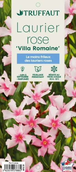 TRUFFAUT - Nerium Oleander Villa Romaine' pot 5L