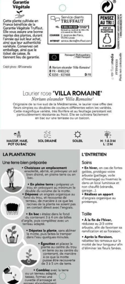 TRUFFAUT - Nerium Oleander Villa Romaine' pot 5L