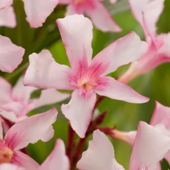 TRUFFAUT - Nerium Oleander Villa Romaine' pot 5L