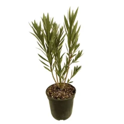 TRUFFAUT - Nerium Oleander Villa Romaine' pot 5L