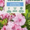 TRUFFAUT - Nerium Oleander Cavalaire pot 5L