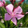 TRUFFAUT - Nerium Oleander Atlas pot 5L