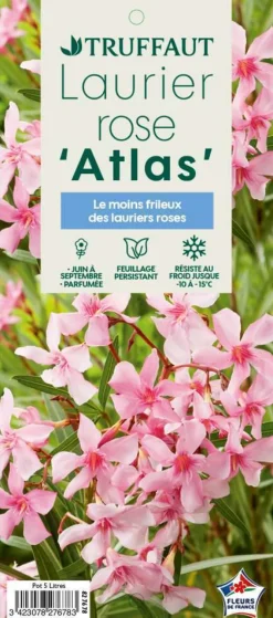 TRUFFAUT - Nerium Oleander Atlas pot 5L