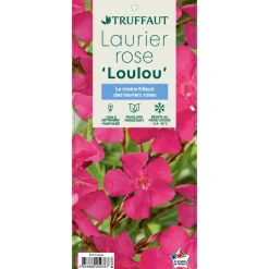 TRUFFAUT - Nerium oleander 'Loulou' pot 5 litres