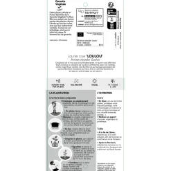 TRUFFAUT - Nerium oleander 'Loulou' pot 5 litres