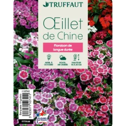 TRUFFAUT - Oeillet de chine : barquette de 10 plants - Coloris variables