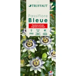TRUFFAUT - Passiflora caerulea Truffaut : C6L
