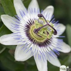 TRUFFAUT - Passiflora caerulea : ctr de 3 litres