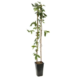 TRUFFAUT - Passiflora 'Snow Queen': pot 3L