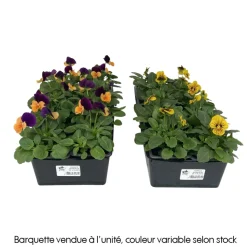 TRUFFAUT - Pensée : barquette de 10 plants - Coloris variables