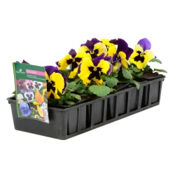 TRUFFAUT - Pensée : barquette de 10 plants - Coloris variables