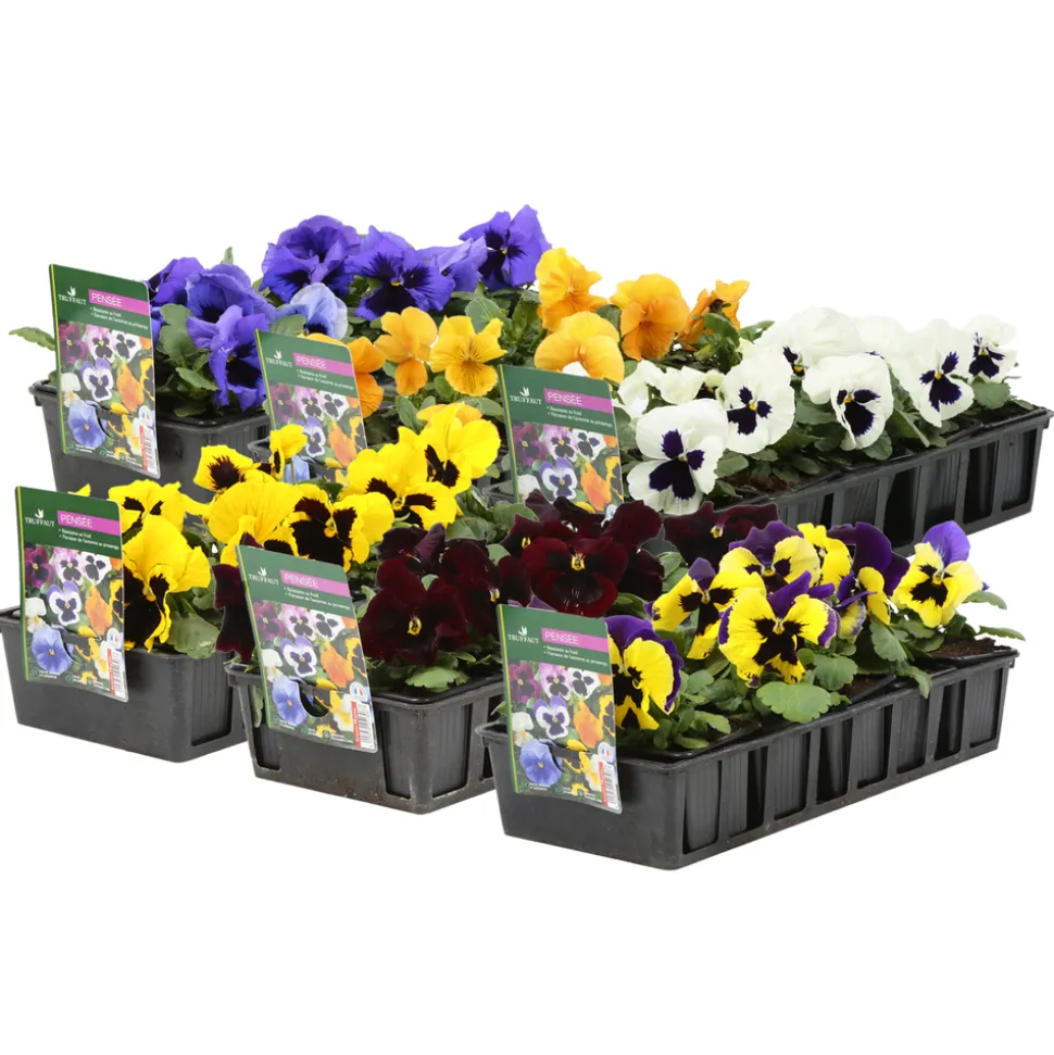 TRUFFAUT - Pensée : barquette de 10 plants - Coloris variables