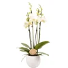 TRUFFAUT - Phalaenopsis blanc:4 tiges Truffaut H 60 cm pot D14 cm