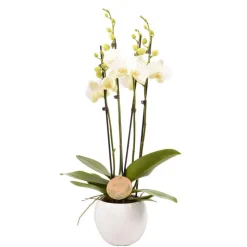 TRUFFAUT - Phalaenopsis blanc:4 tiges Truffaut H 60 cm pot D14 cm