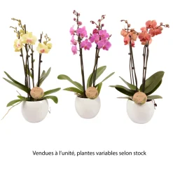 TRUFFAUT - Phalaenopsis varié:4 tiges Truffaut H 60 cm pot D14 cm