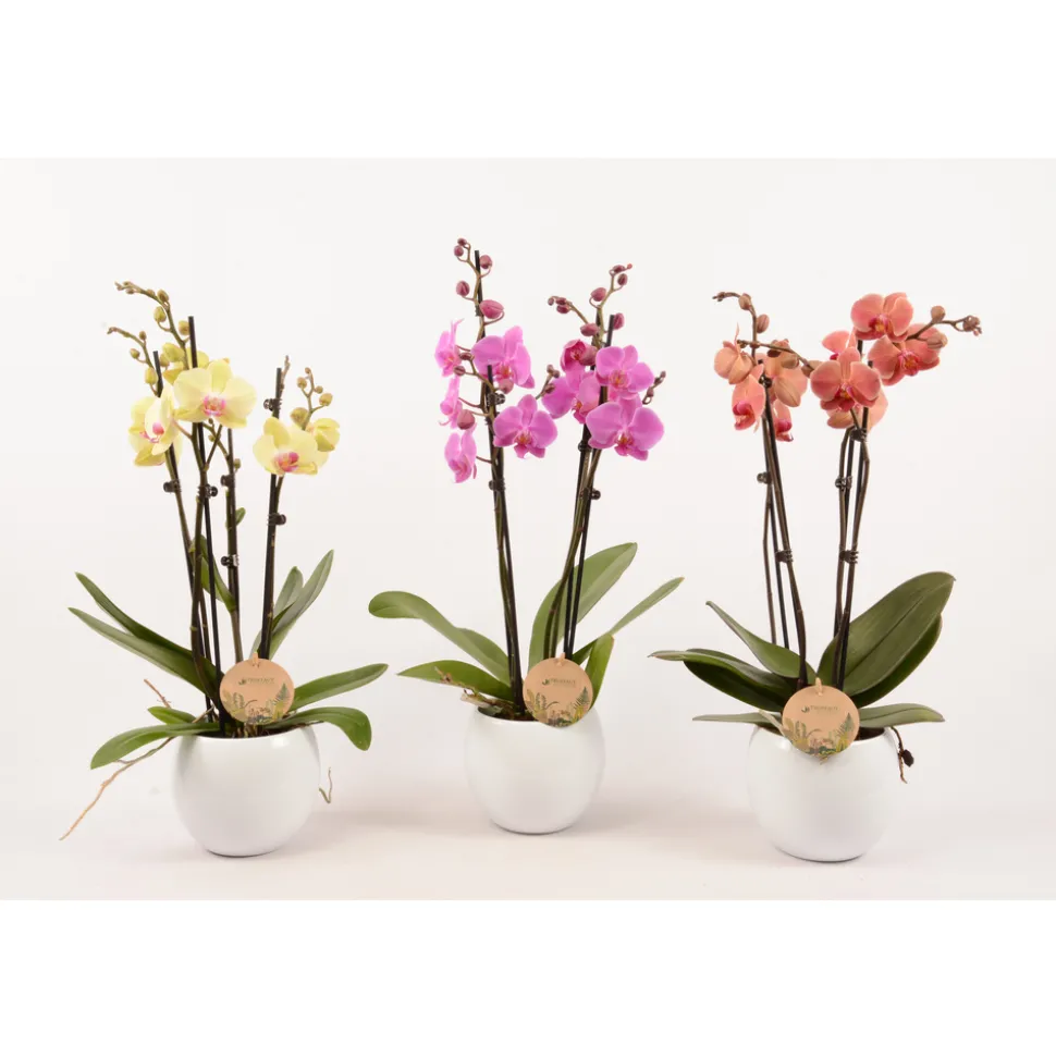 TRUFFAUT - Phalaenopsis varié:4 tiges Truffaut H 60 cm pot D14 cm