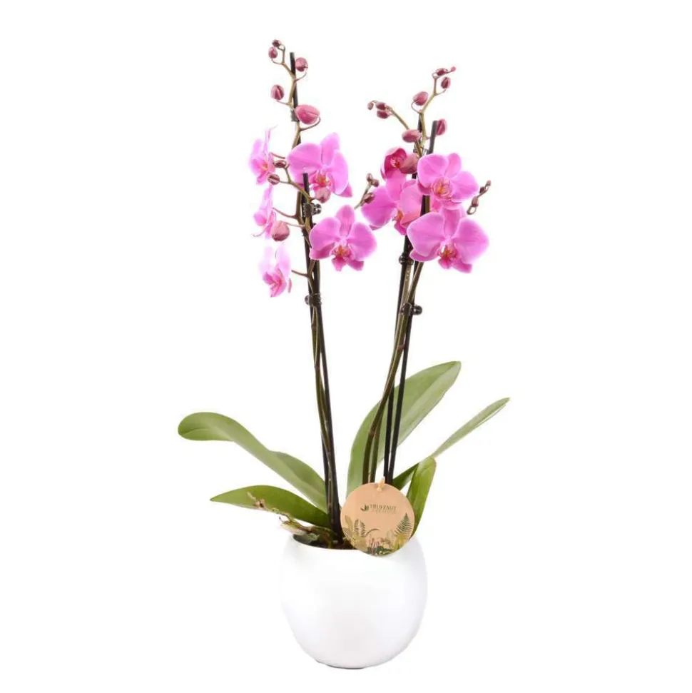 TRUFFAUT - Phalaenopsis varié:4 tiges Truffaut H 60 cm pot D14 cm
