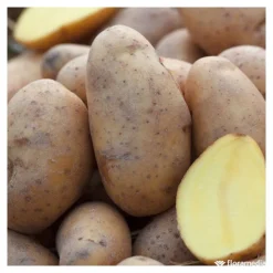 TRUFFAUT - Plants de pommes de terre 'Charlotte' en filet x25