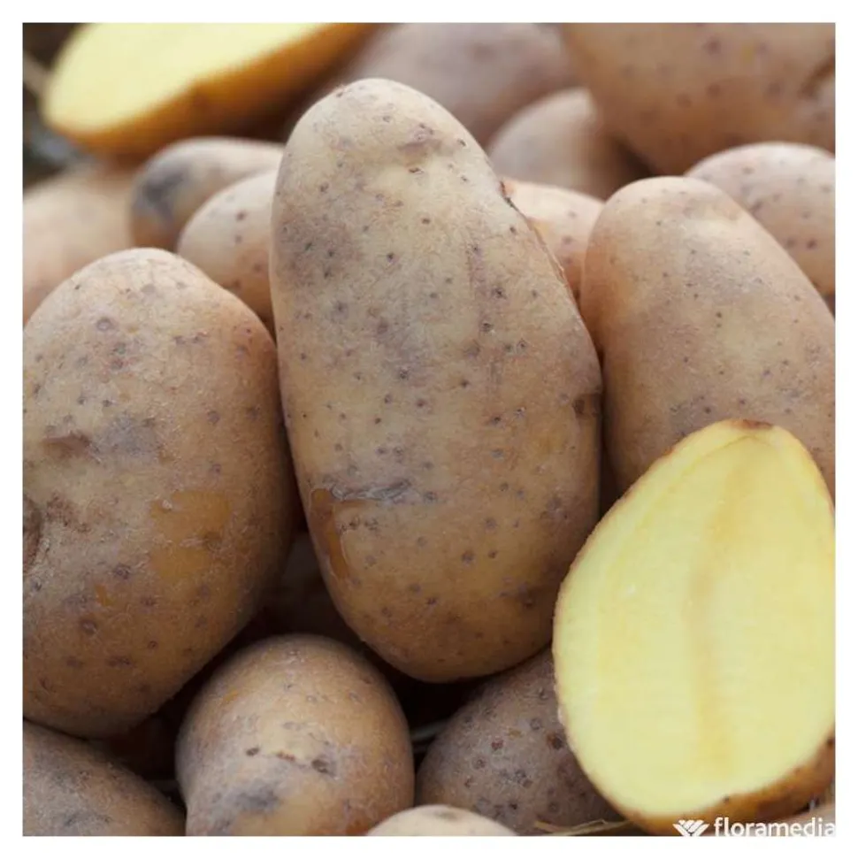 TRUFFAUT - Plants de pommes de terre 'Charlotte' en filet x25