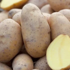 TRUFFAUT - Plants de pommes de terre 'Charlotte' en filet x10