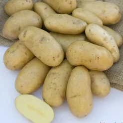 TRUFFAUT - Plants de pommes de terre 'La Belle de Fontenay' en filet x10