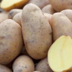 TRUFFAUT - Plants de pommes de terre 'Charlotte' en sac - 1,5 kg