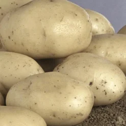 TRUFFAUT - Plants de pommes de terre 'Normandeline' en filet x25