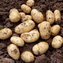 TRUFFAUT - Plants de pommes de terre 'Monalisa' en filet x10