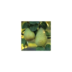 TRUFFAUT - Poirier Beurré Hardy : gobelet 3 ans d'âge ctr 12 litres