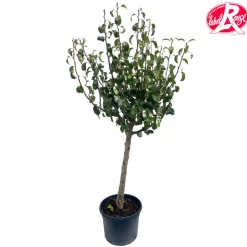 TRUFFAUT - Poirier Conférence, Label Rouge : pot 12L, 3 ans