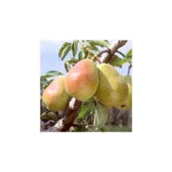 TRUFFAUT - Poirier Docteur Jules Guyot : gobelet 3 ans d'âge ctr 12 litres