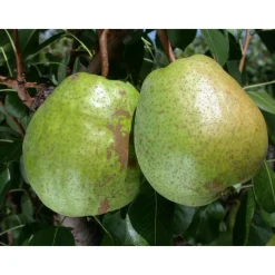 TRUFFAUT - Poirier Duchesse d' Angoulème, Label Rouge : pot 12L