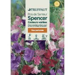 TRUFFAUT - Pois de senteur géant Spencer couleur variée : en sachet