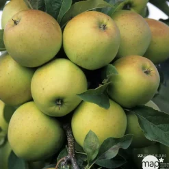 TRUFFAUT - Pommier Golden Delicious : gobelet 3 ans d'âge ctr 12 litres