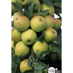 TRUFFAUT - Pommier Golden Delicious : gobelet 3 ans d'âge ctr 12 litres