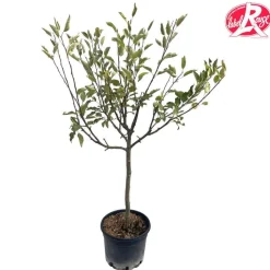 TRUFFAUT - Pommier Reine des Reinettes, Label Rouge : pot 12L