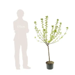 TRUFFAUT - Pommier Reinette blanche du Canada : gobelet 3 ans d'âge ctr 12 litres