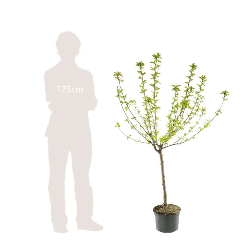 TRUFFAUT - Pommier Reinette blanche du Canada : gobelet 3 ans d'âge ctr 12 litres