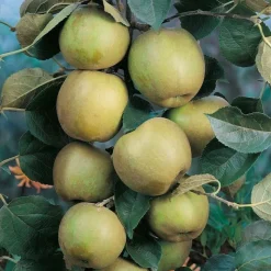 TRUFFAUT - Pommier Reinette blanche du Canada : gobelet 3 ans d'âge ctr 12 litres