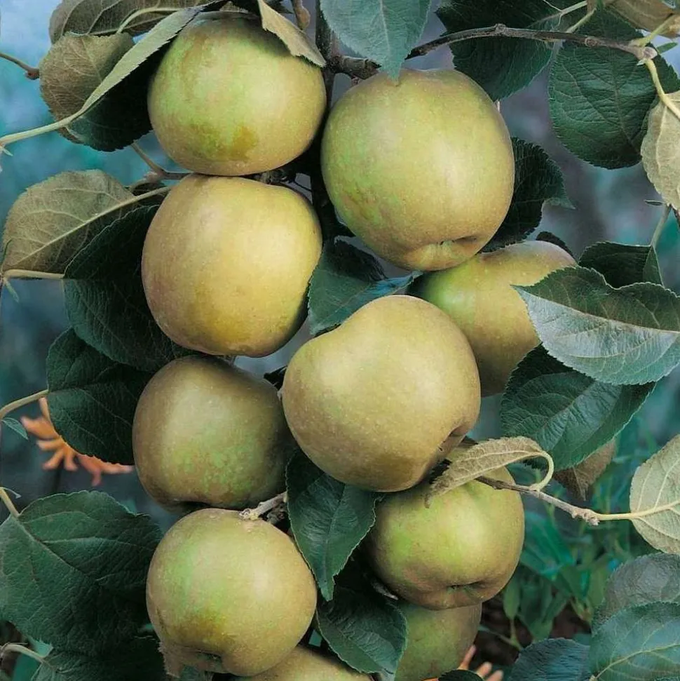 TRUFFAUT - Pommier Reinette blanche du Canada : gobelet 3 ans d'âge ctr 12 litres