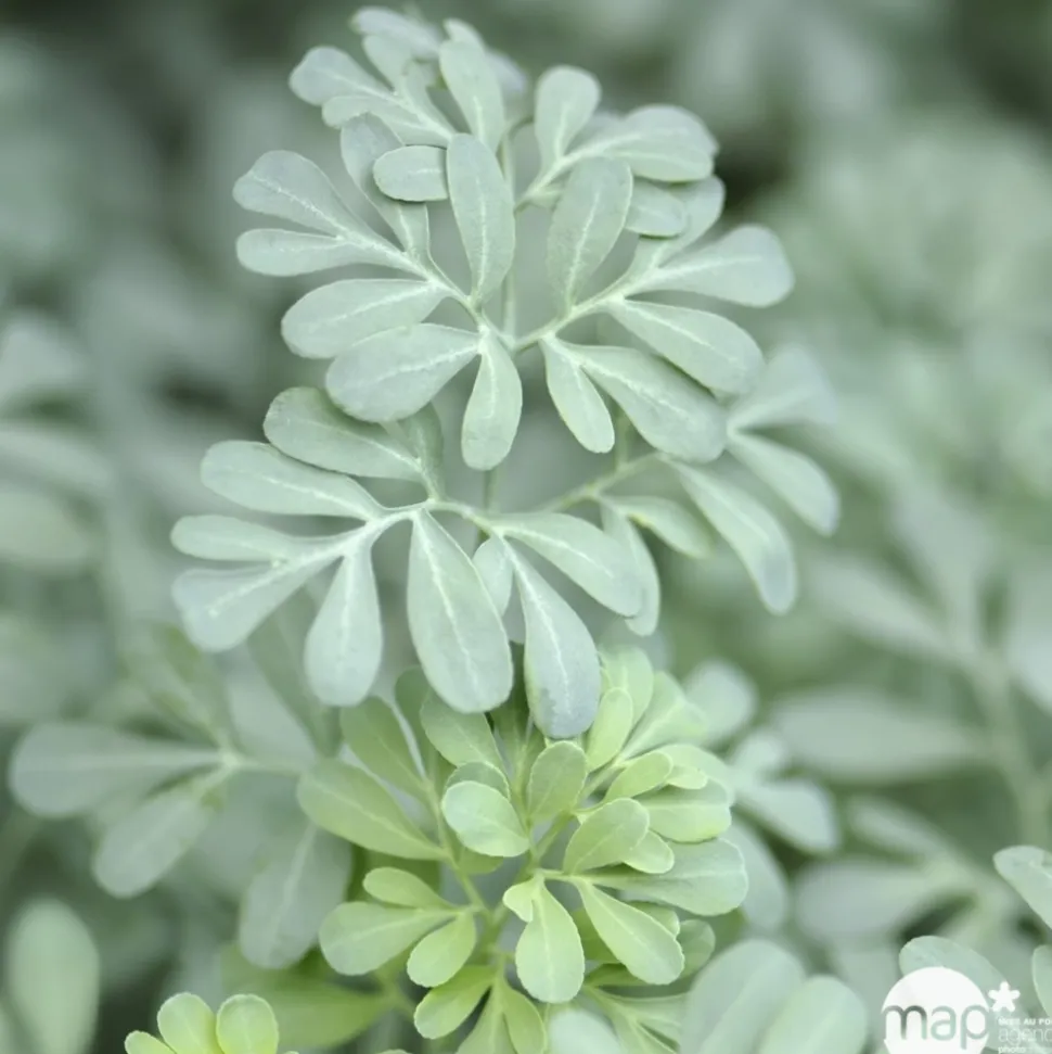TRUFFAUT - Rue : godet vert