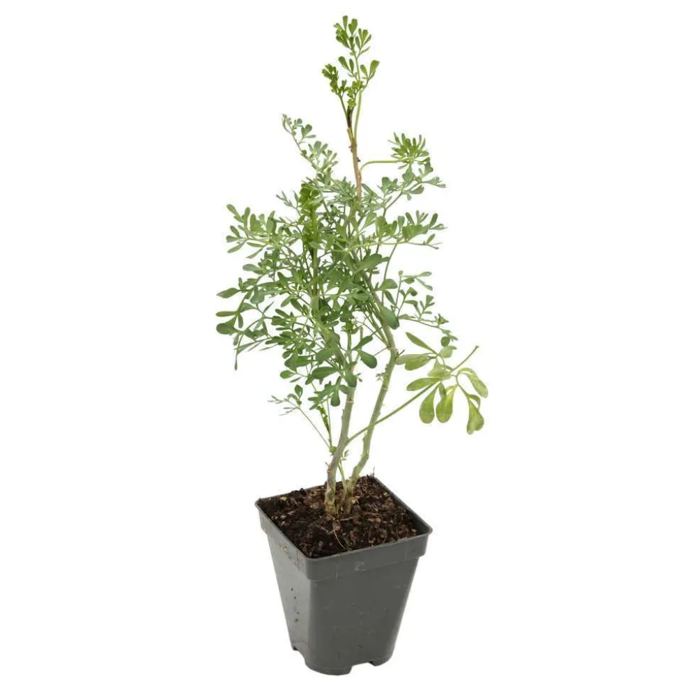 TRUFFAUT - Rue : godet vert