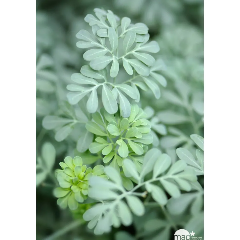 TRUFFAUT - Rue : godet vert