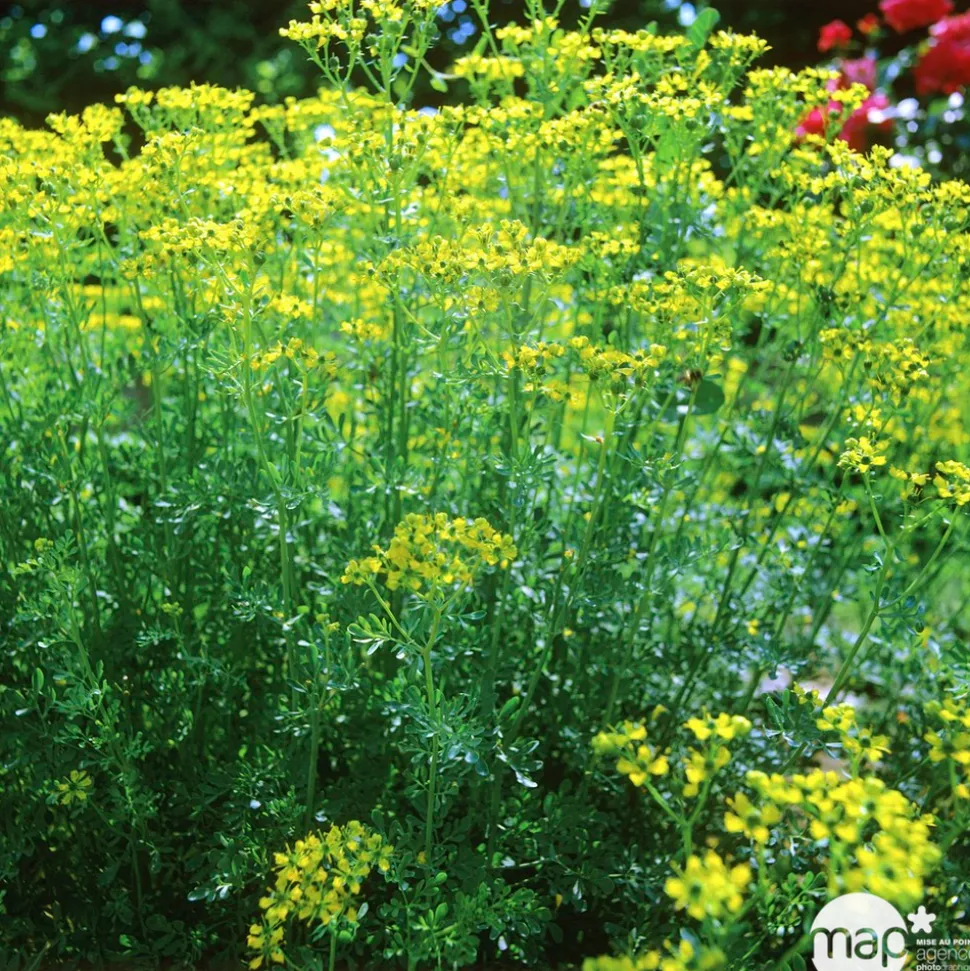 TRUFFAUT - Rue : godet vert