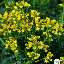 TRUFFAUT - Rue : godet vert