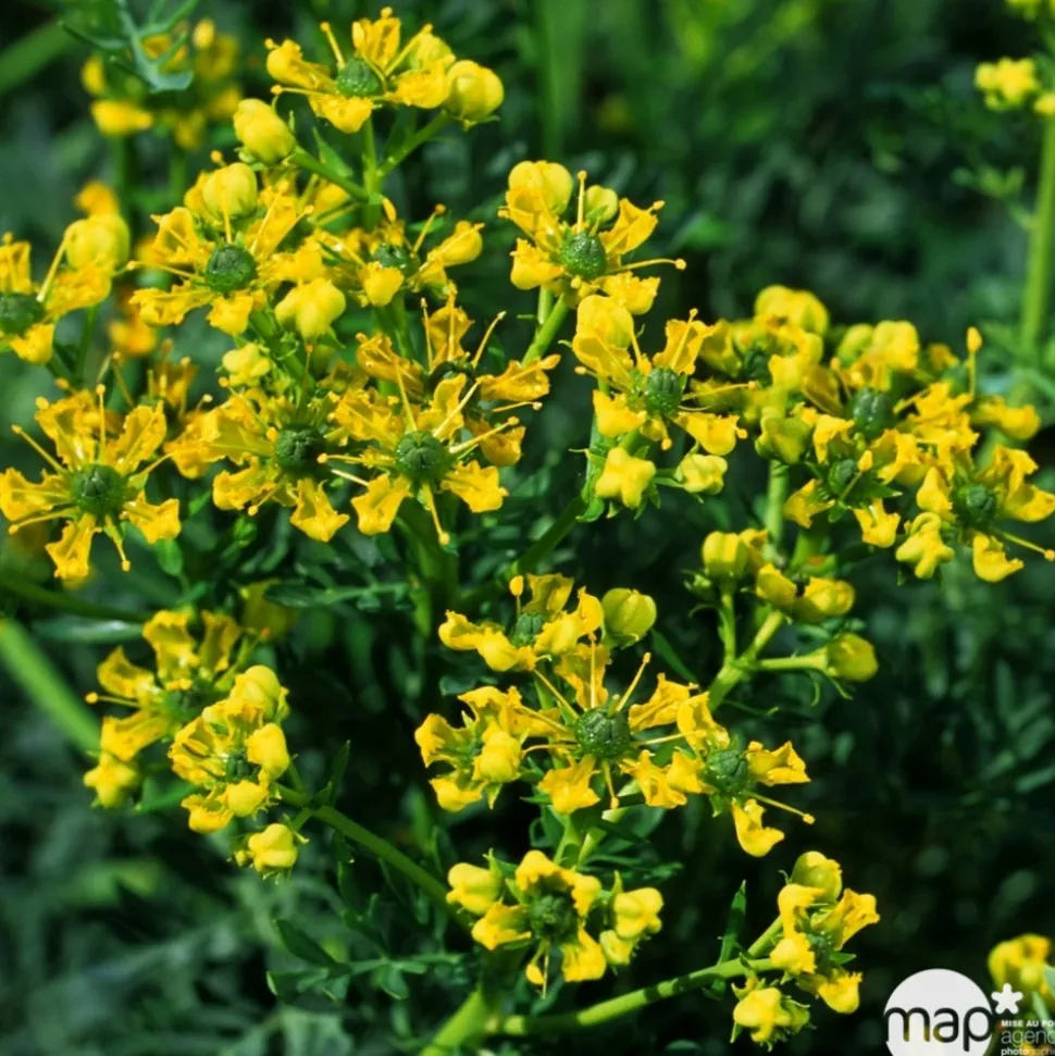TRUFFAUT - Rue : godet vert