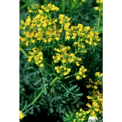 TRUFFAUT - Rue : godet vert