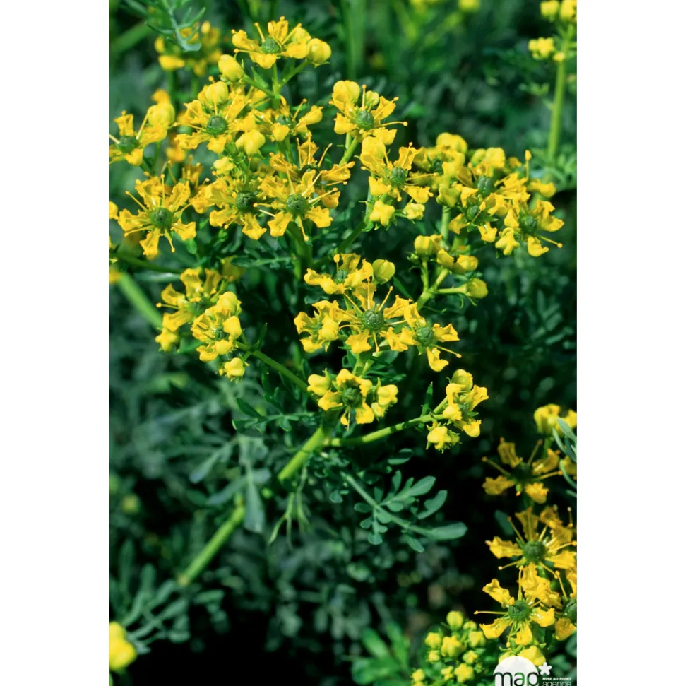 TRUFFAUT - Rue : godet vert