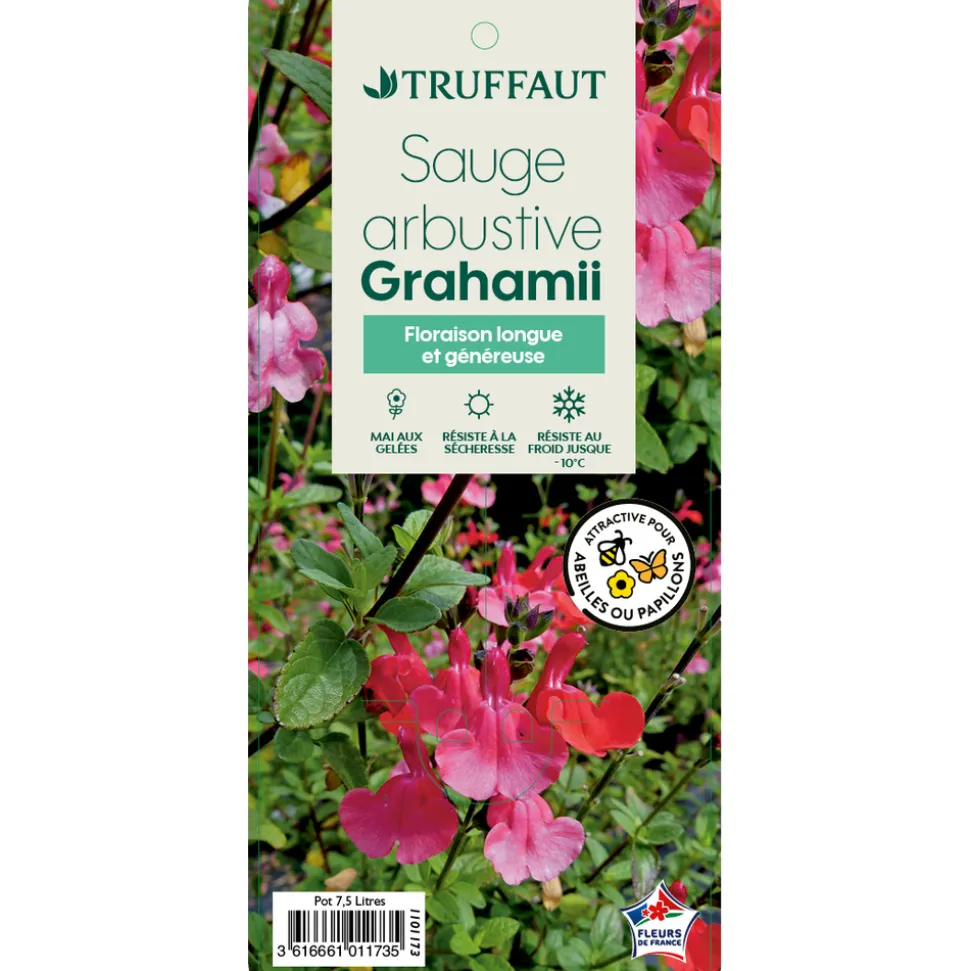 TRUFFAUT - Salvia Grahamii : Pot 7,5L